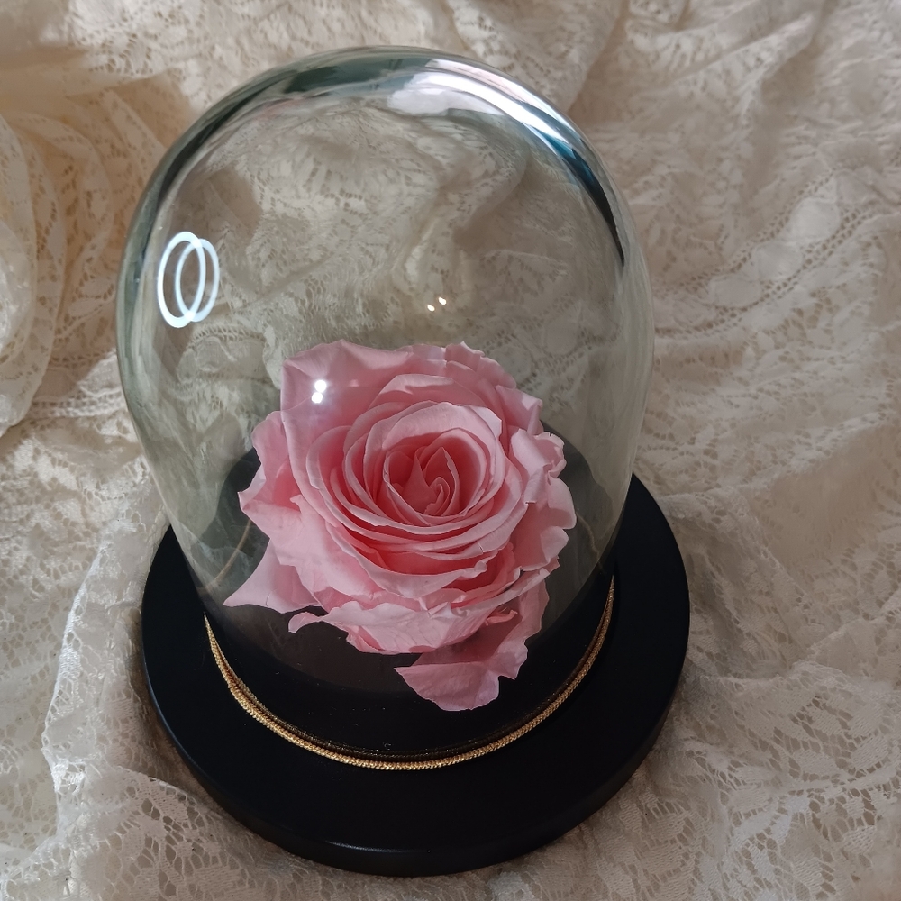 🦚Enchanted Rose Classic PINK Rose